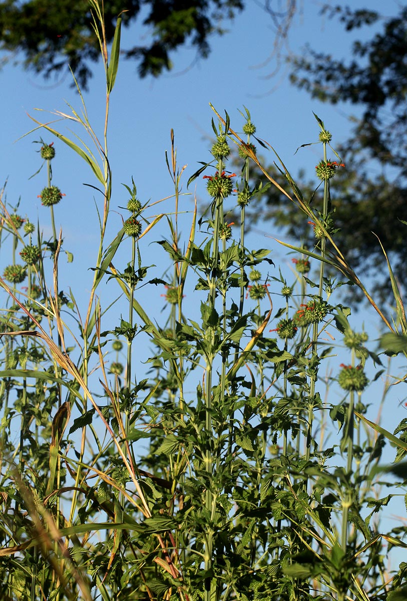 Leonotis nepetifolia var. nepetifolia