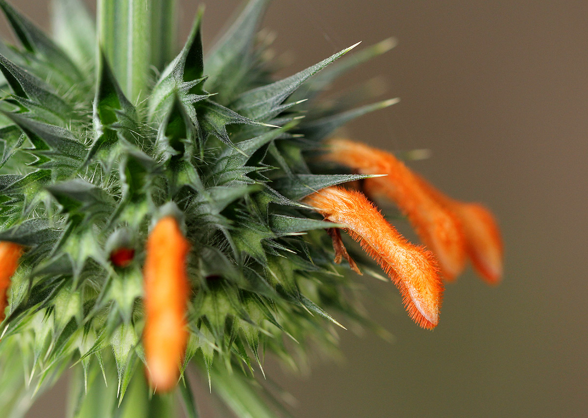 Leonotis nepetifolia var. nepetifolia Leonotis nepetifolia var. nepetifolia