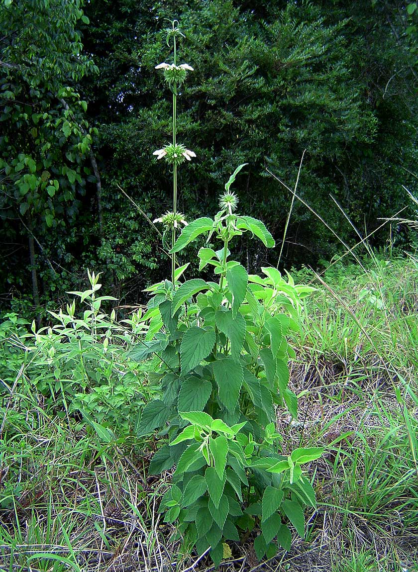 Leonotis ocymifolia var. raineriana Leonotis ocymifolia var. raineriana