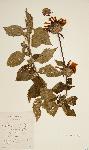 Leonotis ocymifolia var. raineriana