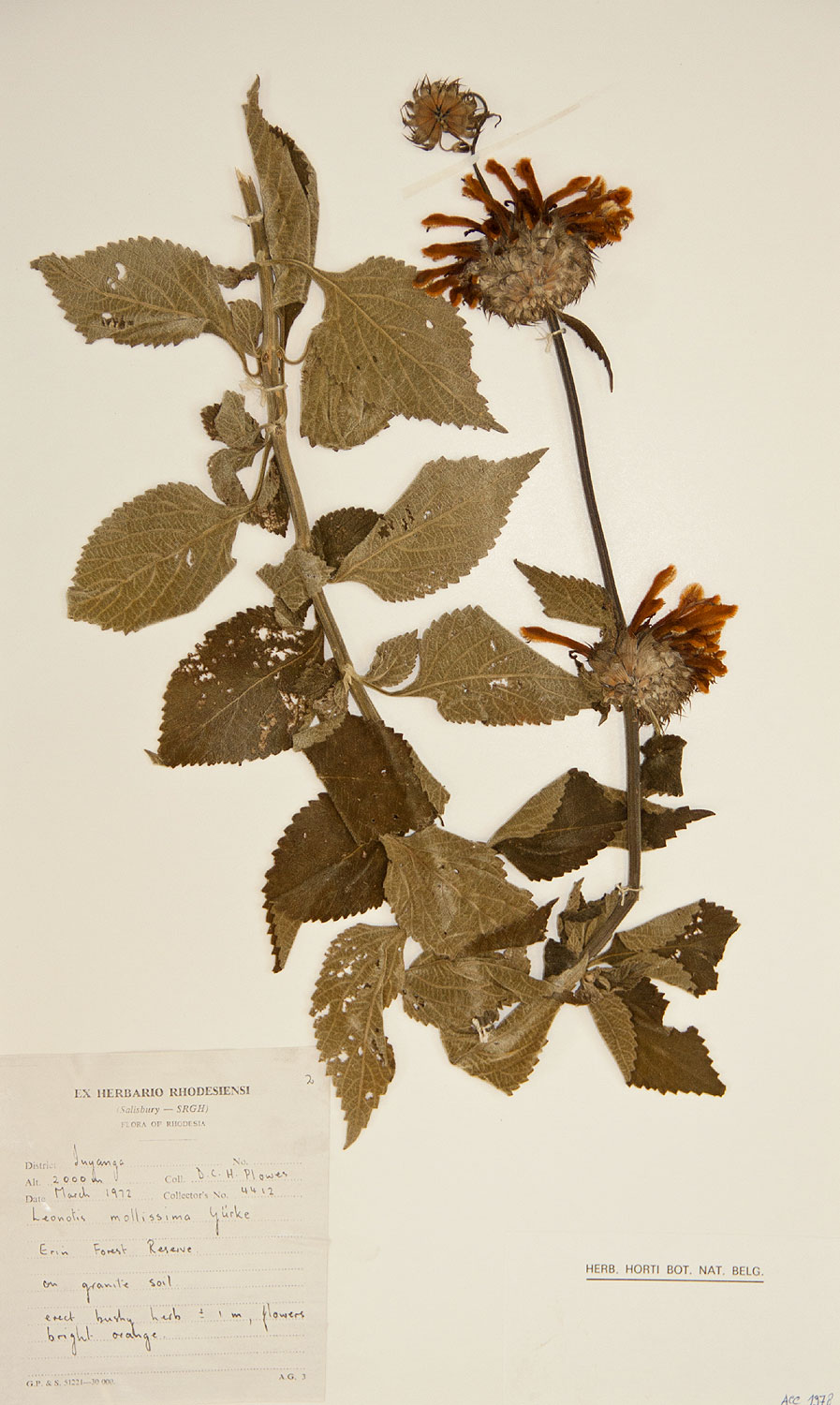 Leonotis ocymifolia var. raineriana Leonotis ocymifolia var. raineriana