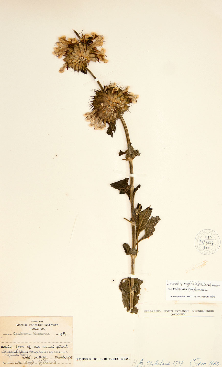 Leonotis ocymifolia var. raineriana Leonotis ocymifolia var. raineriana