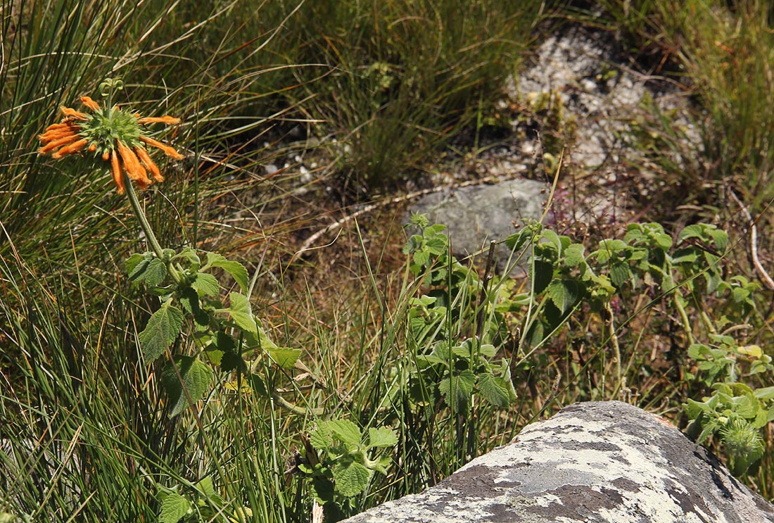Leonotis ocymifolia var. raineriana Leonotis ocymifolia var. raineriana