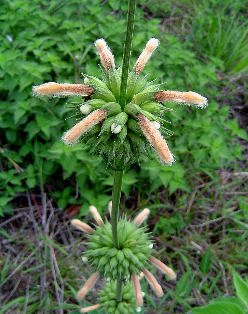 Leonotis ocymifolia var. raineriana Leonotis ocymifolia var. raineriana
