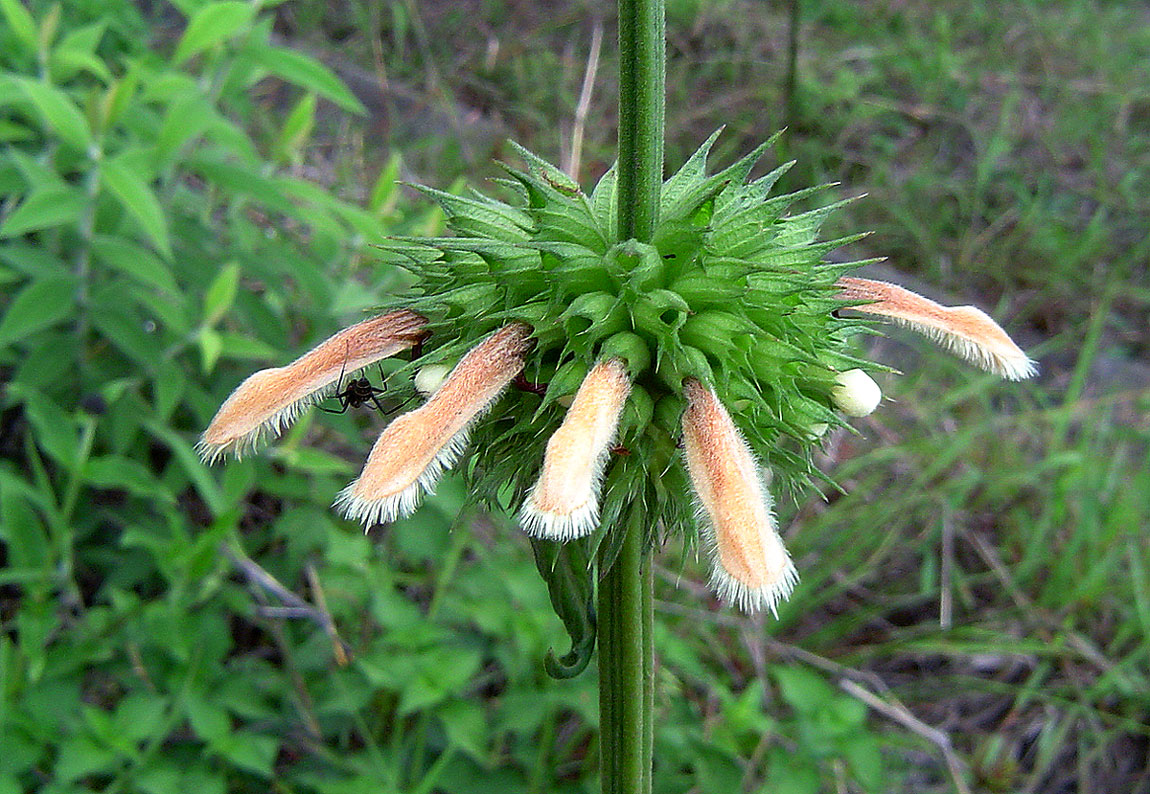 Leonotis ocymifolia var. raineriana Leonotis ocymifolia var. raineriana