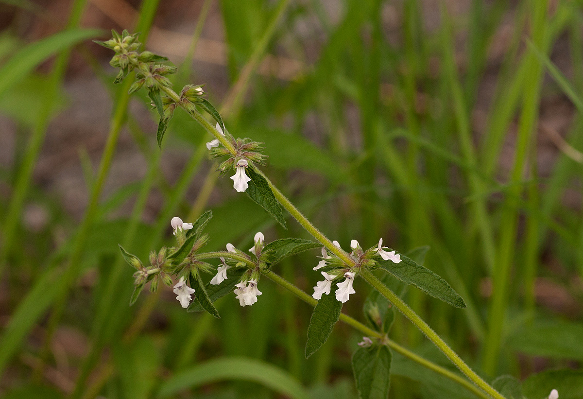 Stachys pseudonigricans Stachys pseudonigricans