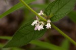 Stachys pseudonigricans