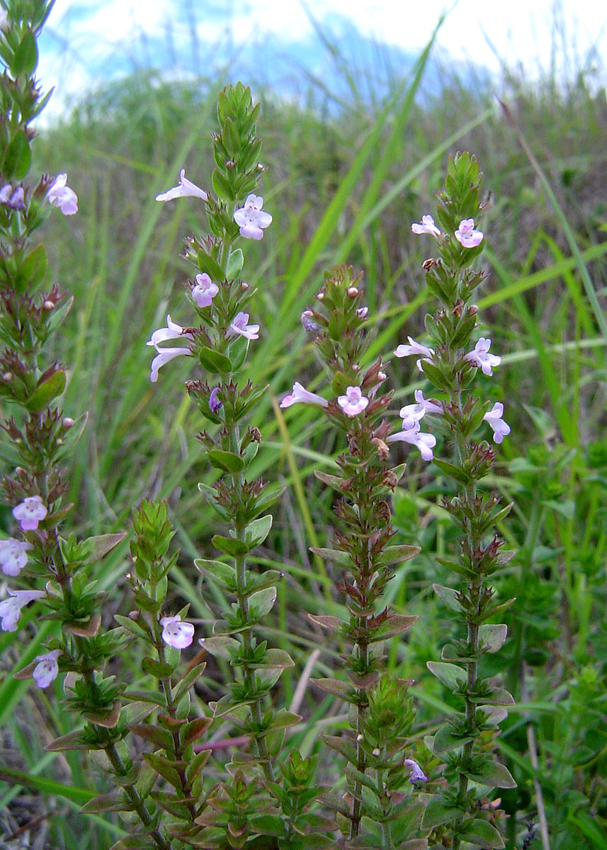Micromeria imbricata var. imbricata