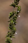 Micromeria imbricata var. imbricata
