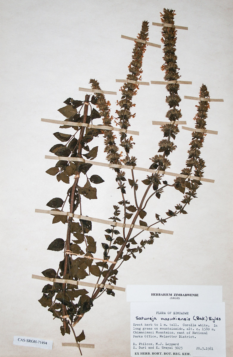 Clinopodium myrianthum Clinopodium myrianthum
