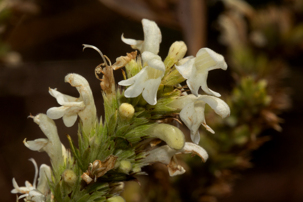Clinopodium myrianthum Clinopodium myrianthum