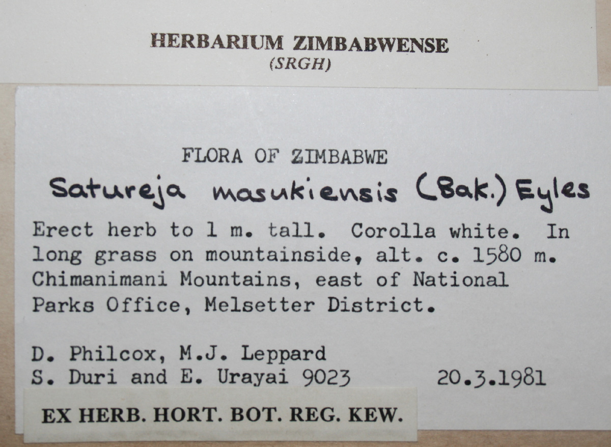 Clinopodium myrianthum Clinopodium myrianthum