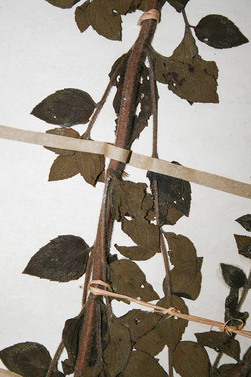 Clinopodium myrianthum Clinopodium myrianthum
