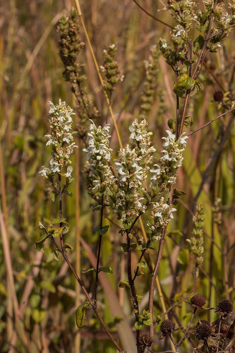Clinopodium myrianthum Clinopodium myrianthum