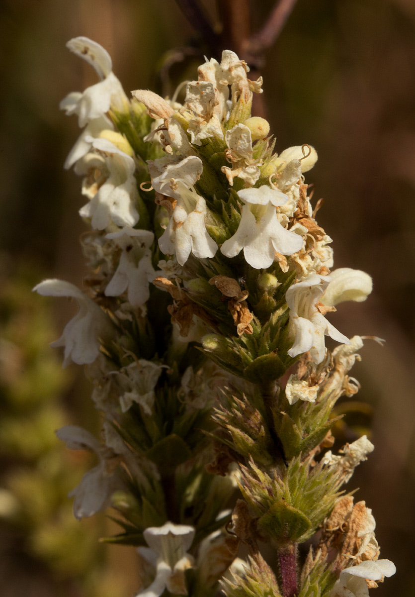 Clinopodium myrianthum Clinopodium myrianthum