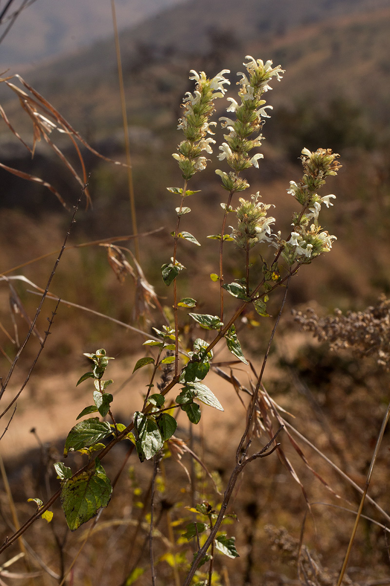 Clinopodium myrianthum Clinopodium myrianthum