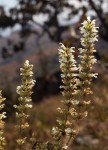 Clinopodium myrianthum