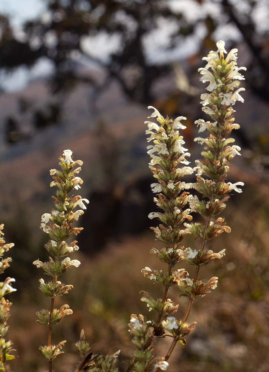 Clinopodium myrianthum Clinopodium myrianthum