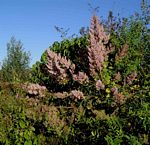 Tetradenia riparia