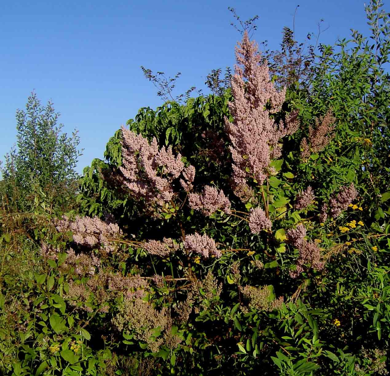 Tetradenia riparia Tetradenia riparia