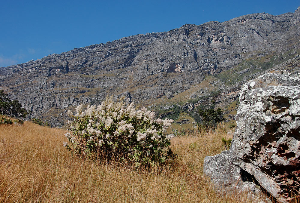 Tetradenia riparia Tetradenia riparia