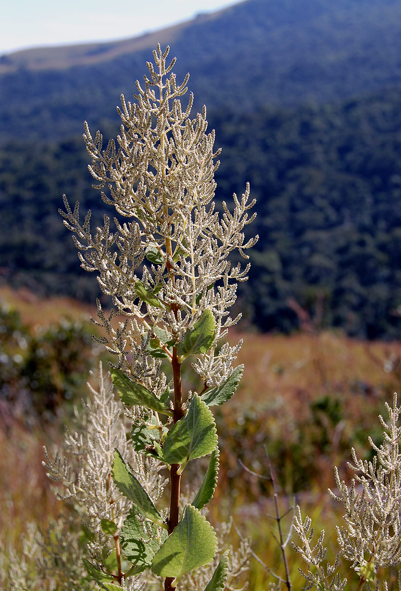 Tetradenia riparia Tetradenia riparia