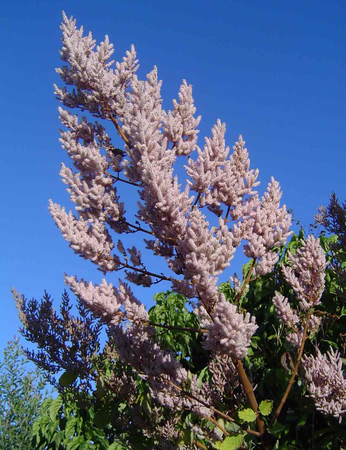Tetradenia riparia Tetradenia riparia