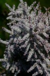 Tetradenia riparia
