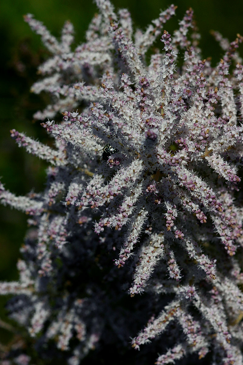 Tetradenia riparia Tetradenia riparia