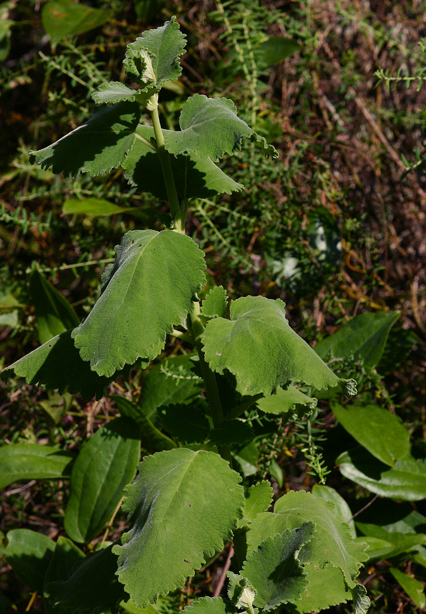Tetradenia riparia Tetradenia riparia