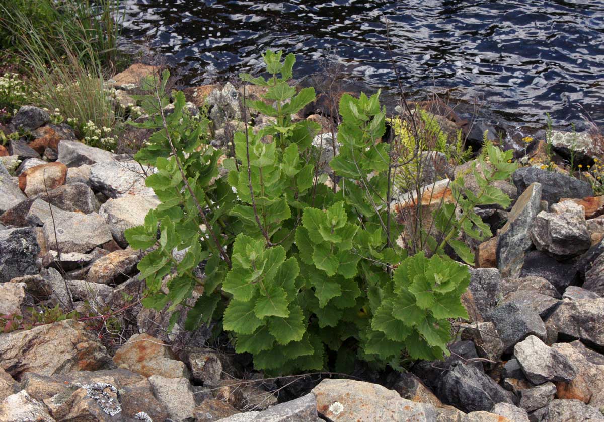 Tetradenia riparia