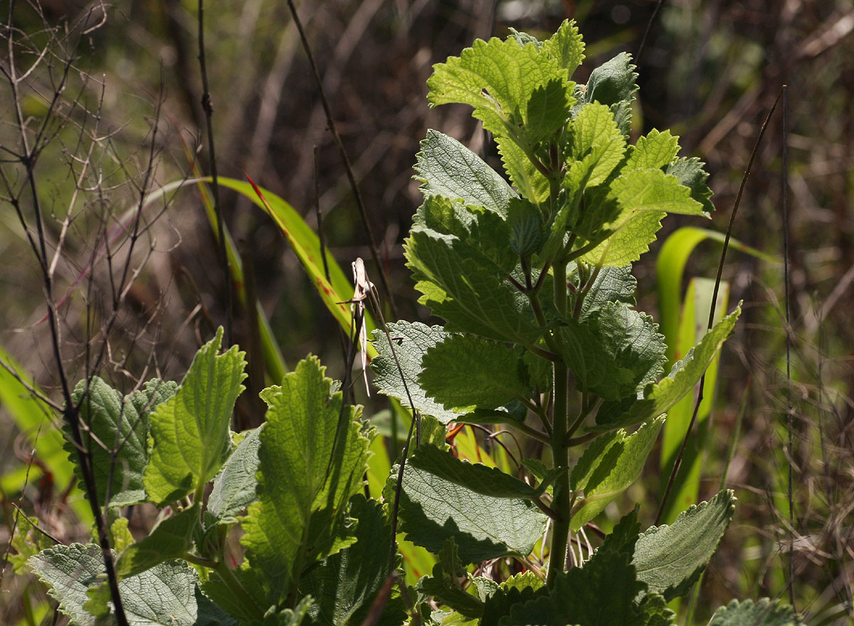 Tetradenia riparia Tetradenia riparia