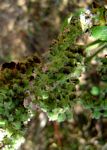 Mesosphaerum pectinatum