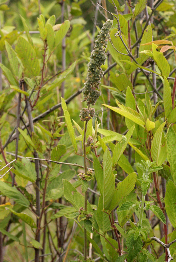 Mesosphaerum pectinatum