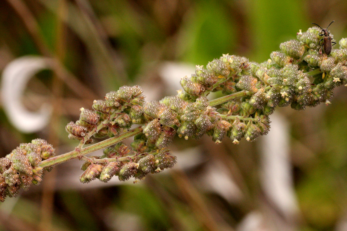 Mesosphaerum pectinatum Mesosphaerum pectinatum
