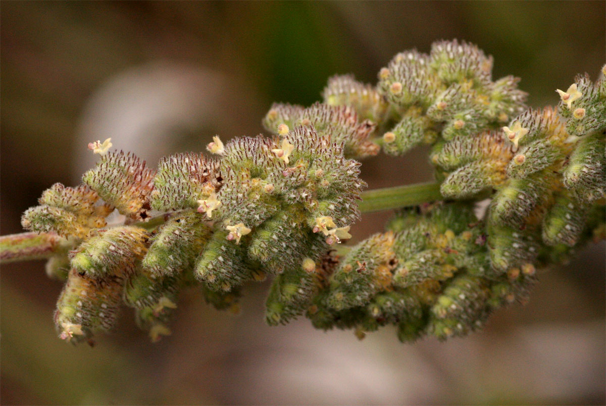 Mesosphaerum pectinatum Mesosphaerum pectinatum