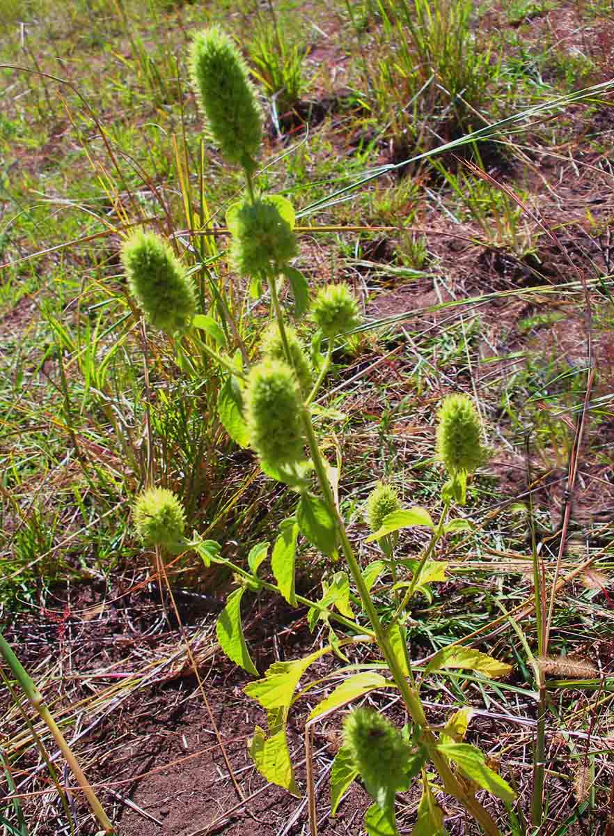 Cantinoa americana