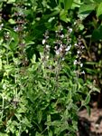 Endostemon obtusifolius