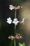 Endostemon obtusifolius