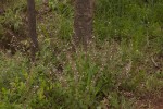 Endostemon obtusifolius