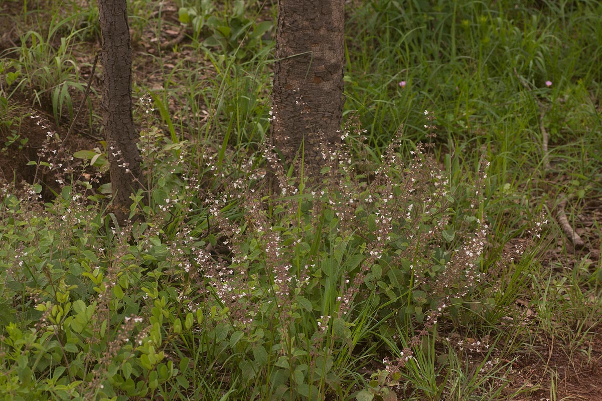Endostemon obtusifolius Endostemon obtusifolius