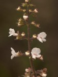 Endostemon obtusifolius
