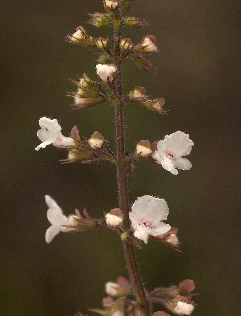 Endostemon obtusifolius Endostemon obtusifolius