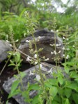 Endostemon obtusifolius