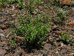 Endostemon tereticaulis