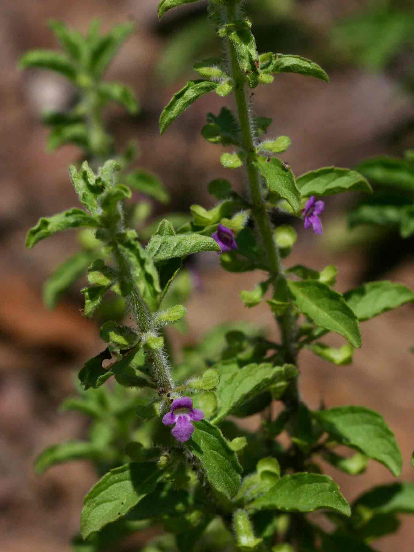 Endostemon tereticaulis