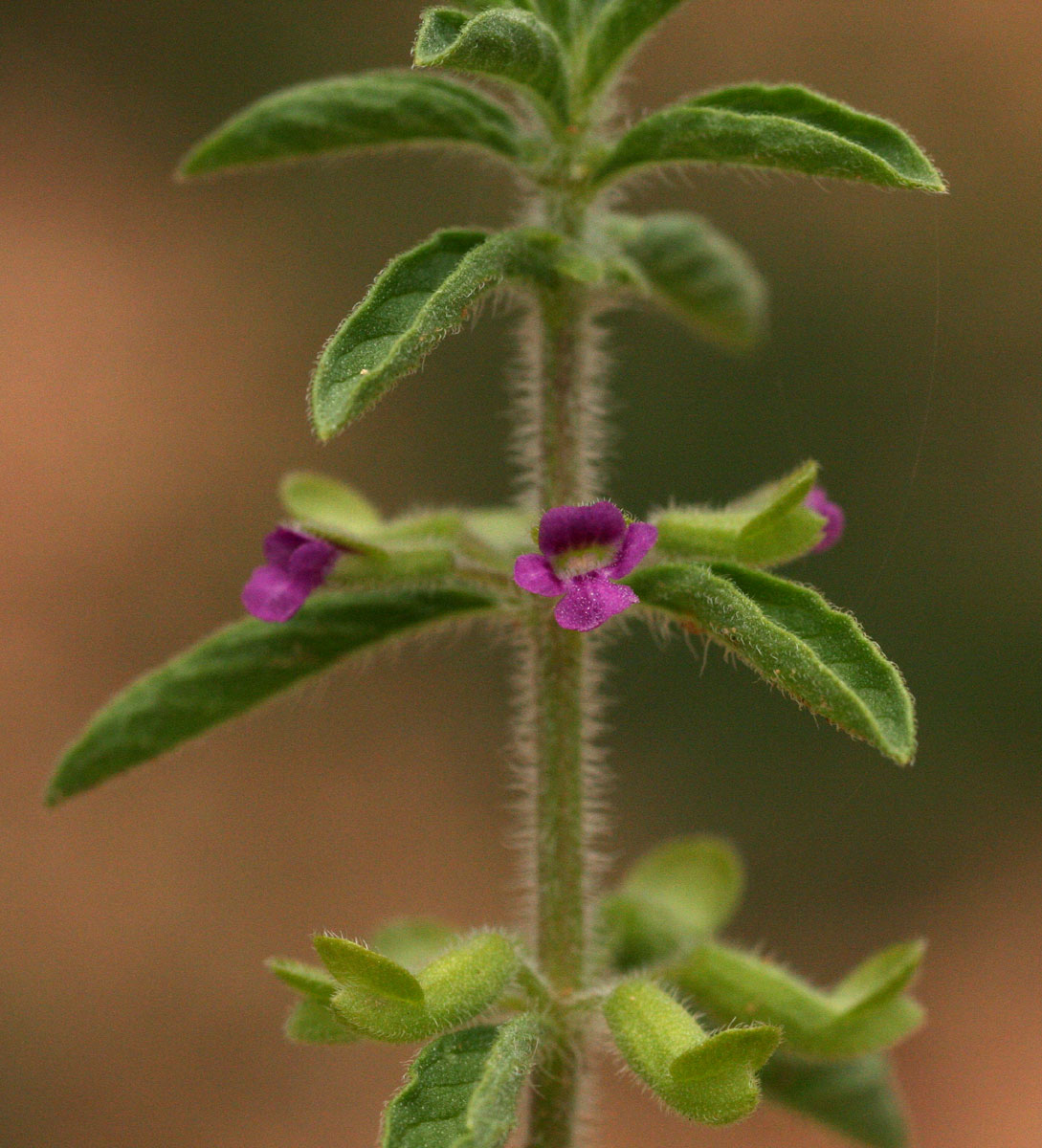 Endostemon tereticaulis