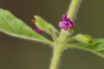 Endostemon tereticaulis