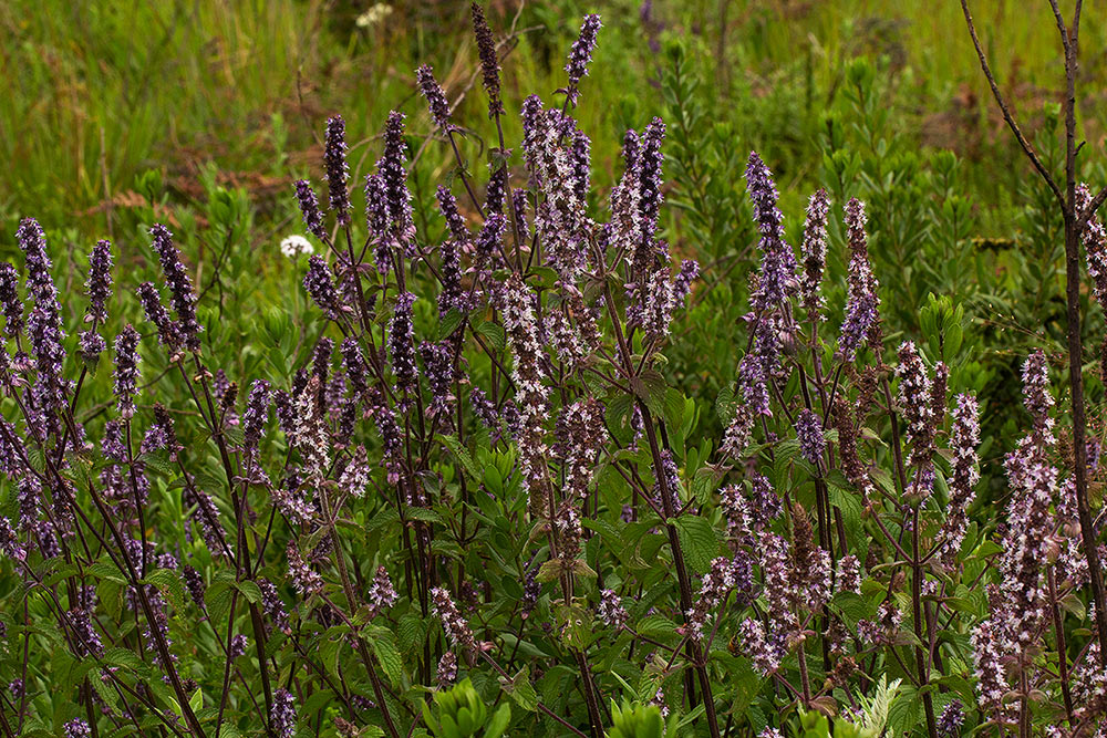 Platostoma rotundifolium Platostoma rotundifolium