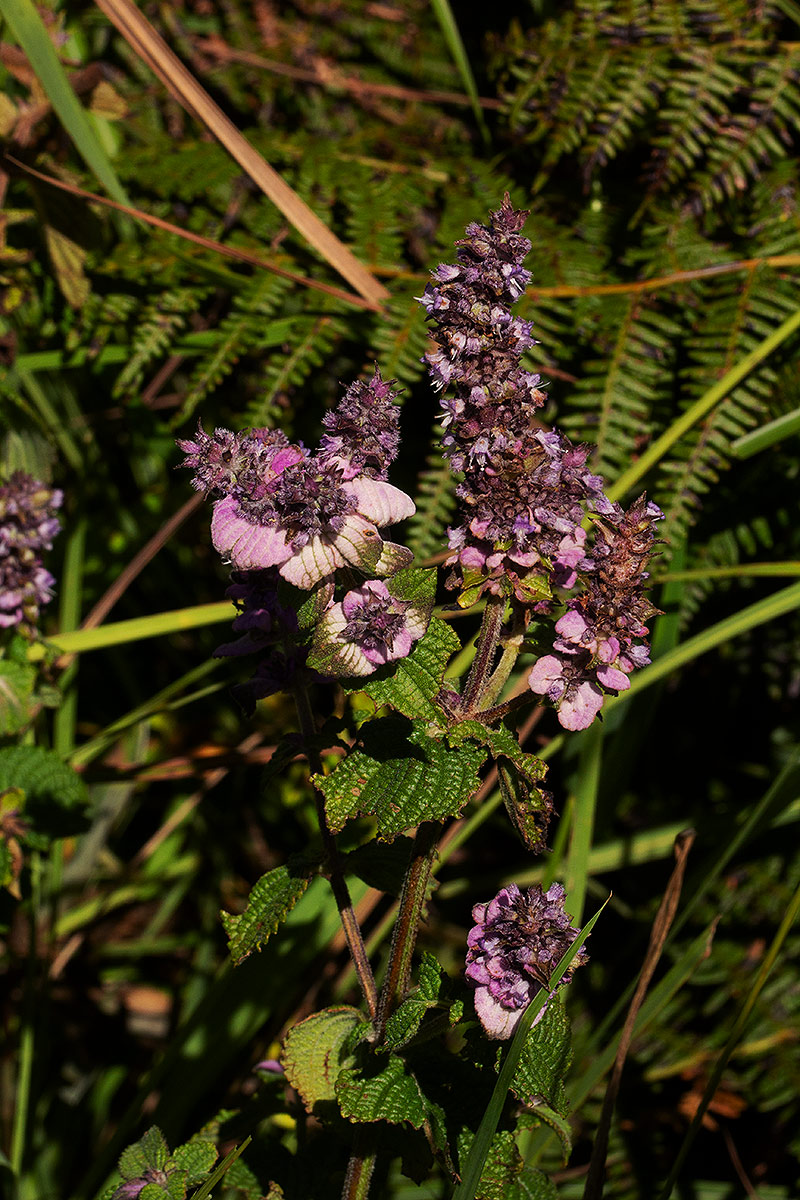 Platostoma rotundifolium Platostoma rotundifolium